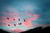 CB_Brand Image_Cloud_Migration_Birds